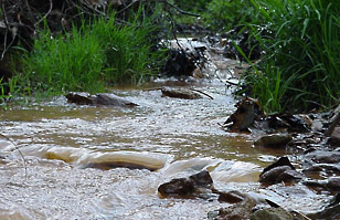 Photo of Leading Creek